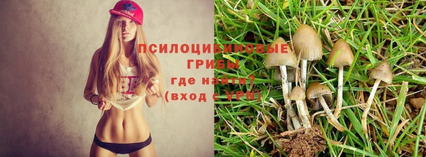 ПСИЛОЦИБИНОВЫЕ ГРИБЫ Гусев